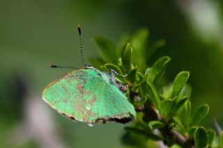 Zmrt (Callophrys rubi)