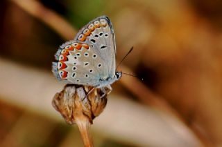 okgzl Meneke Mavisi (Polyommatus thersites)