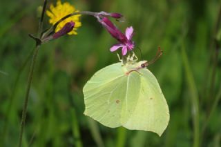 Orakkanat (Gonepteryx rhamni)