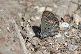 Mcevher Kelebei (Chilades trochylus)