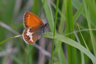 Funda Zpzp Perisi (Coenonympha arcania)