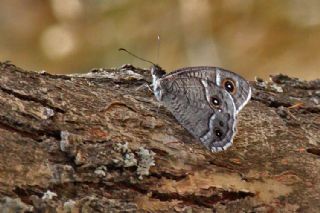 Beyaz Bandl Karamelek (Hipparchia parisatis)