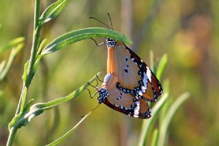 Sultan (Danaus chrysippus)