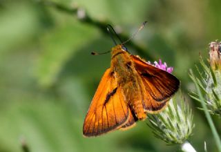 Orman Zpzp (Ochlodes sylvanus)