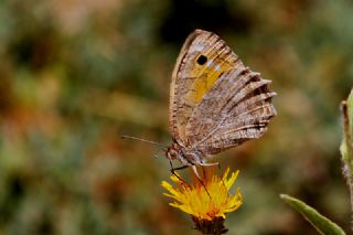 Levantin Yalanccads (Pseudochazara pelopea)