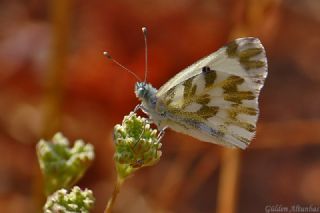 Kk Beneklimelek (Pontia chloridice)