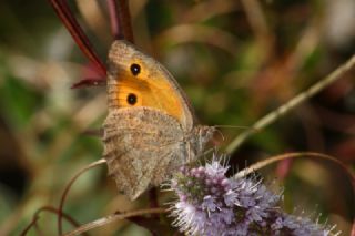 Esmerperi (Hyponephele lupina)