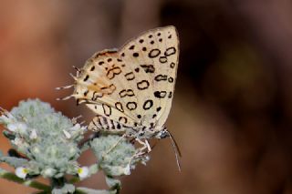 Sar Azamet (Colias croceus)