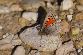 Kafkasya Gelincii (Tomares callimachus)