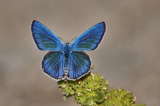 okgzl Gm Mavi (Albulina loewii)