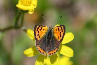 Benekli Bakr Gzeli (Lycaena phlaeas)