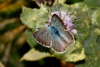 okgzl Balkan Mavisi (Aricia anteros )