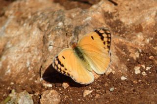 Mezopotamya Kolotisi (Colotis fausta)