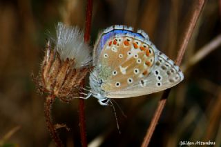 okgzl Gk Mavisi (Polyommatus bellargus)