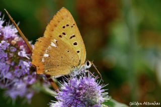 Orman Bakr Gzeli (Lycaena virgaureae)