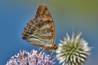 Cengaver (Argynnis paphia)