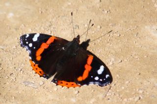 Atalanta (Vanessa atalanta)