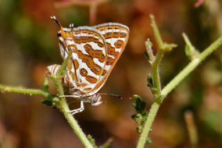 eytanck (Cigaritis acamas)