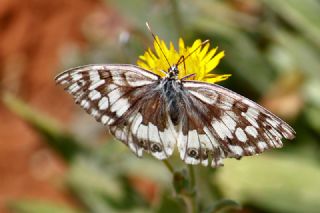 l Melikesi (Melanargia grumi)