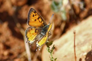 Akdeniz eytanc (Cigaritis cilissa)