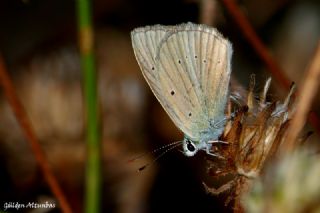 okgzl Anadolu Beyaz (Polyommatus menalcas)