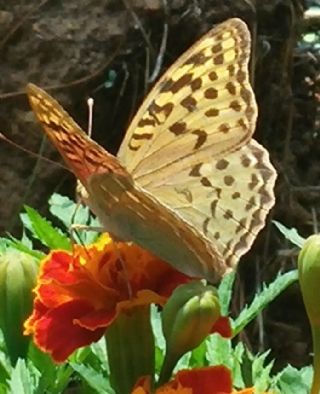 Bahadr (Argynnis pandora)