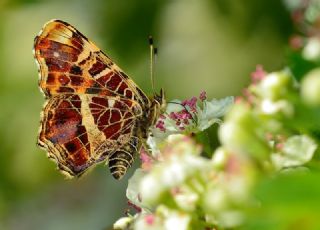 Isrgan Kelebei (Araschnia levana)