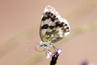 Yeni Beneklimelek (Pontia edusa)
