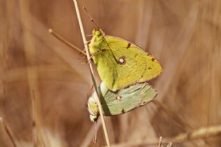 Sar Azamet (Colias croceus)