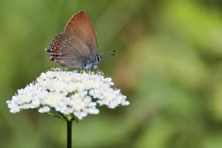 Byk Sevbeni (Satyrium ilicis)