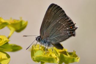 Byk Sevbeni (Satyrium ilicis)