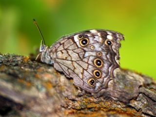 Aa Esmeri (Kirinia roxelana)