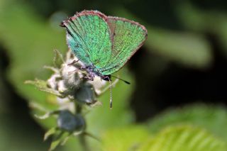 Zmrt (Callophrys rubi)