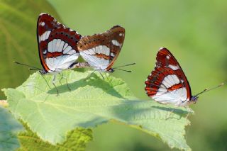 Bahadr (Argynnis pandora)