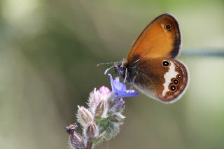 Funda Zpzp Perisi (Coenonympha arcania)