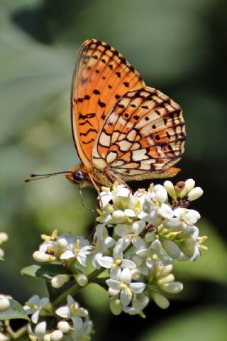 ift Noktal Brentis (Brenthis hecate)