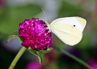 Kk Beyazmelek (Pieris rapae)