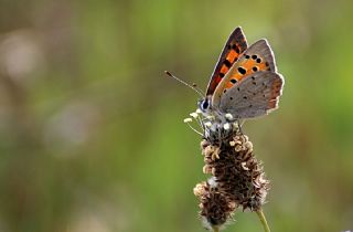 Benekli Bakr Gzeli (Lycaena phlaeas)