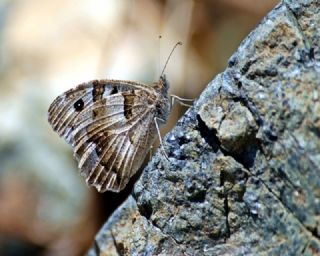 Cad (Chazara briseis)