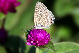 Mavi Zebra (Leptotes pirithous)