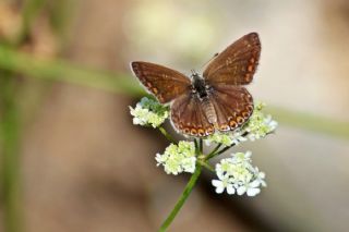 okgzl Esmer (Aricia agestis)