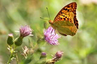 Cengaver (Argynnis paphia)