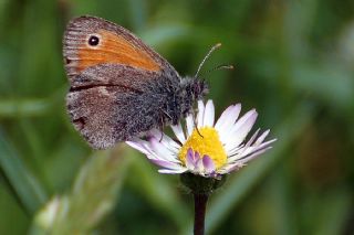 Akdeniz Hanmeli Kelebei (Limenitis reducta)