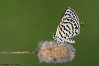 Balkan Kaplan (Tarucus balkanicus)