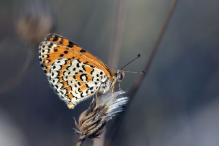 Gzel parhan (Melitaea trivia)