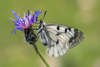Dumanl Apollo (Parnassius mnemosyne)