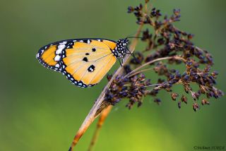 Sultan (Danaus chrysippus)