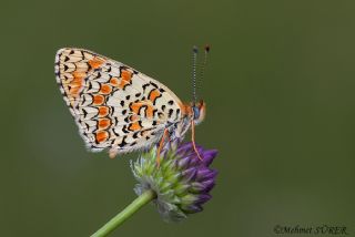 Cezayirli parhan (Melitaea ornata)