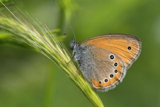 Rus Zpzp Perisi (Coenonympha leander)