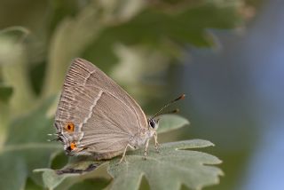 Mormee (Favonius quercus)